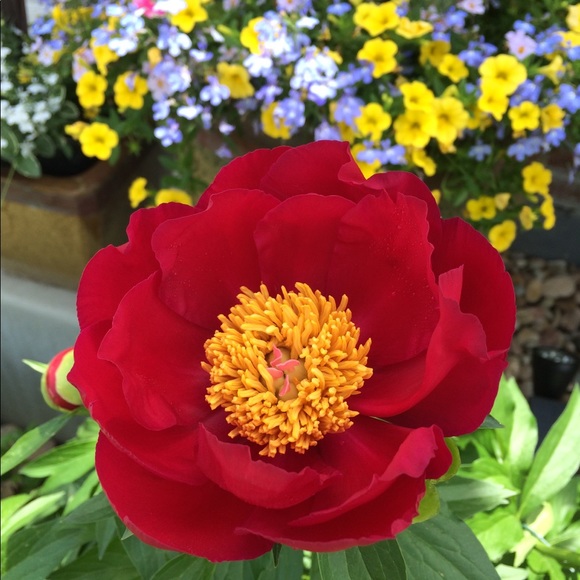 Meet Your Posher, Keeley - Picture 8 of 8